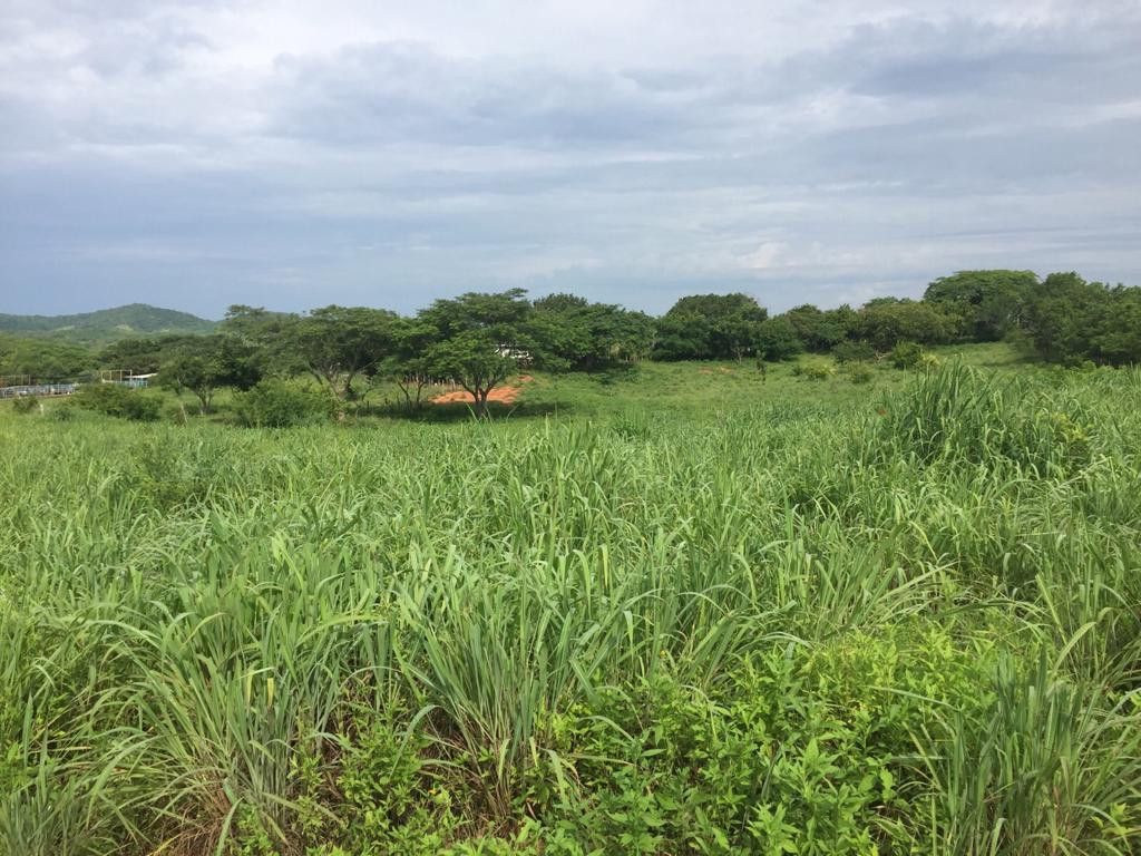 TERRENOS CON EXCELENTE UBICACIÓN A SOLO 5 MINUTOS CAMINO A PLAYA LARGA!!!
LOTES DE 200 M2:
LOTE #8 LOTE #9
PRECIO: $350,000.00 MXN PRECIO: $300,000.00 MXN
- SE ENTREGA CON POZO DE AGUA - LUZ BIFÁSICA
LOTE #10 LOTE #11
PRECIO: $300,000.00 MXN PRECIO: $300,000.00 MXN
- LUZ BIFÁSICA - LUZ BIFÁSICA
GRAN OPORTUNIDAD PARA INVERTIR Y CREAR TU PATRIMONIO!!!
TRATO SERIO
____________________
LAND WITH EXCELLENT LOCATION ONLY 5 MINUTES ROAD TO PLAYA LARGA!!!
LAND LOTS OF 200 M2:
LOT # 8 LOT # 9
PRICE: $ 350,000.00 MXN PRICE: $ 300,000.00 MXN
- DELIVERED WITH WATER WELL - Biphasic light
LOT # 10 LOT # 11
PRICE: $ 300,000.00 MXN PRICE: $ 300,000.00 MXN
- Biphasic light - Biphasic light
GREAT OPPORTUNITY TO INVEST AND CREATE YOUR HERITAGE!!!
SERIOUS TREATMENT