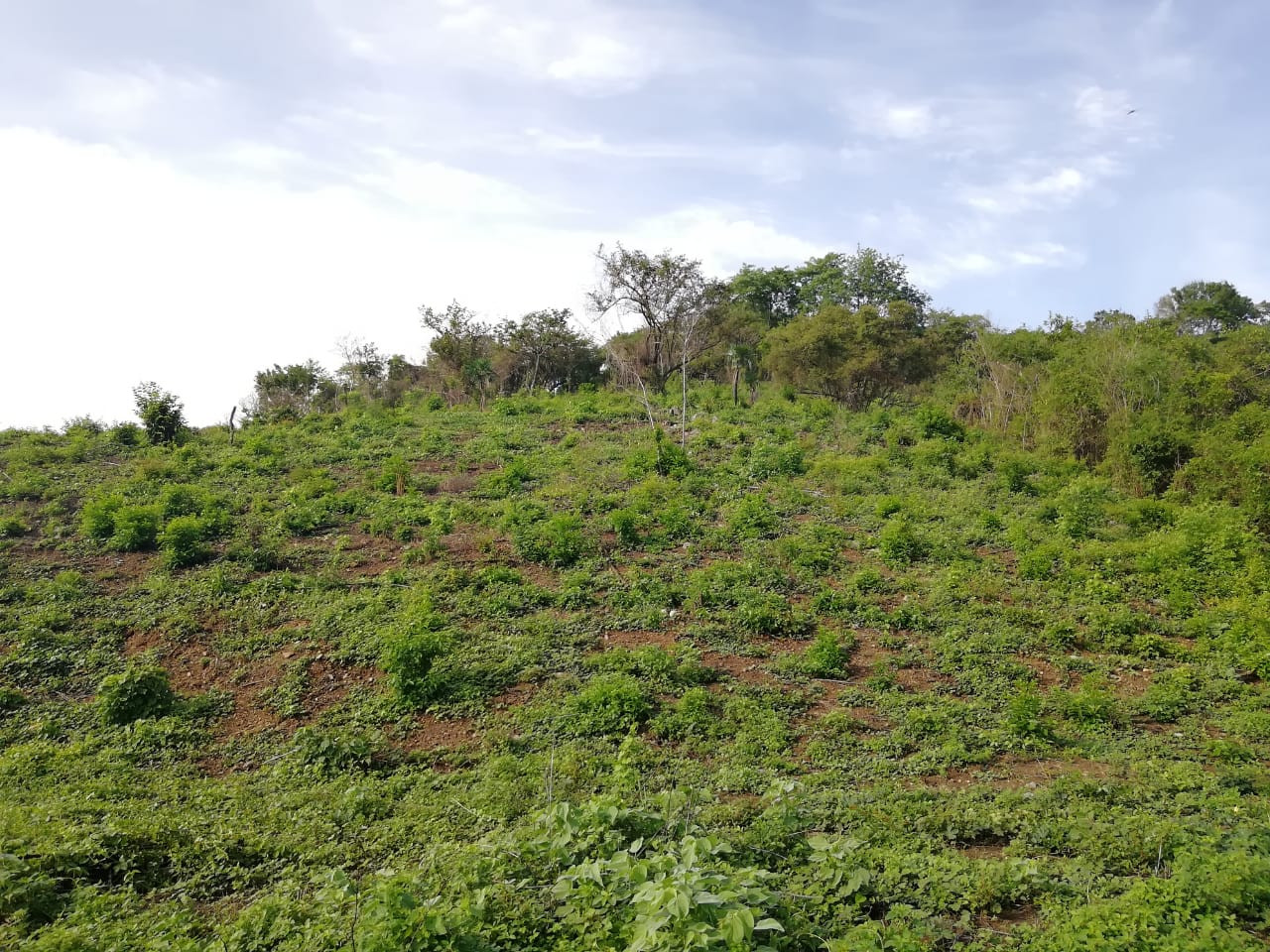 Terreno de 8 hectáreas ubicado en colonia el Riscalillo aproximadamente a 500 mts de Playa Riscalillo…
¡¡¡Excelente para desarrollo turístico, sólo para inversionistas!!!
_____________________
Land of 8 hectares located in colonia el riscalillo approximately 500 mts from playa riscalillo…
Excellent for tourism development, only for investors!