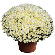 MUMS COLOR LIST WITH PHOTOS_Page_02_Image_0001.jpg