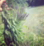 riverside vervain