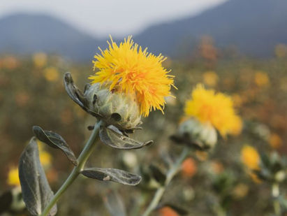The Skin Benefits of Safflower Oil