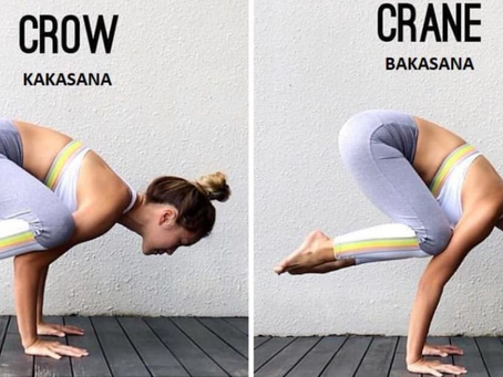 Bakāsana versus Kakāsana, o que difere essas duas posturas de yoga?