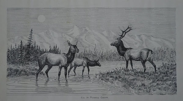 1946ElkInMeadowCreek.JPG