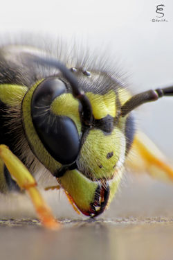 Vespula germanica