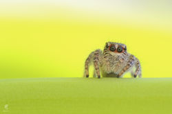 Philaeus chrysops ♀