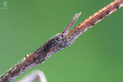 Insetto stecco (Clonopsis gallica)