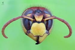 Testa di Calabrone (Vespa crabro)