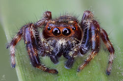 Macaroeris nidicolens ♂