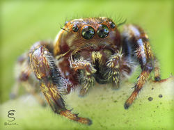 Macaroeris nidicolens