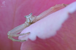 Femmina di Thomisus onustus