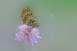 Melitaea didyma