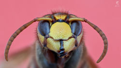 Ritratto di Calabrone (Vespa crabro)