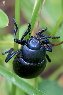Timarcha tenebricosa