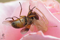 Femmina di Thomisus onustus