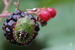 Nezara viridula