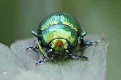 Uno smeraldo con sei zampe