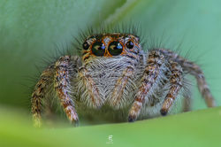 Philaeus chrysops ♀