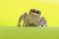 Philaeus chrysops ♀