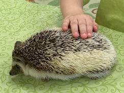 LESNÉ ZVIERATKÁ - 26.11.2025 + 27.11.2025