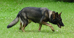 basha walk 9_16_06.jpg