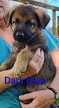 Dark Blue 6 weeks old.jpg