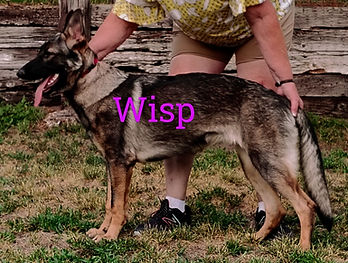 Wisp 7-20-25.jpg