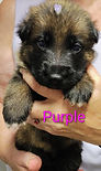 Purple 3 weeks old.jpg