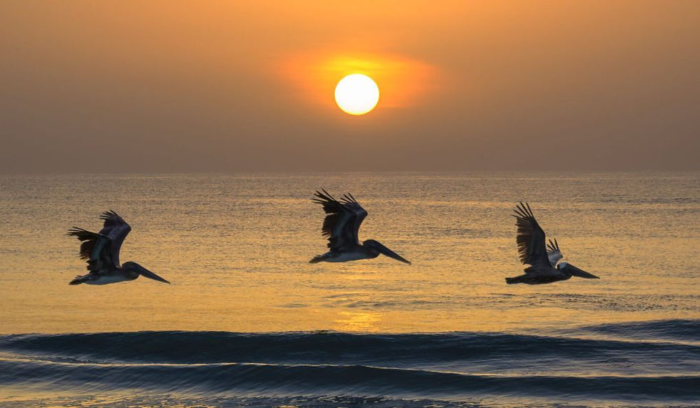Three pelicans flying low over the ocean at sunset