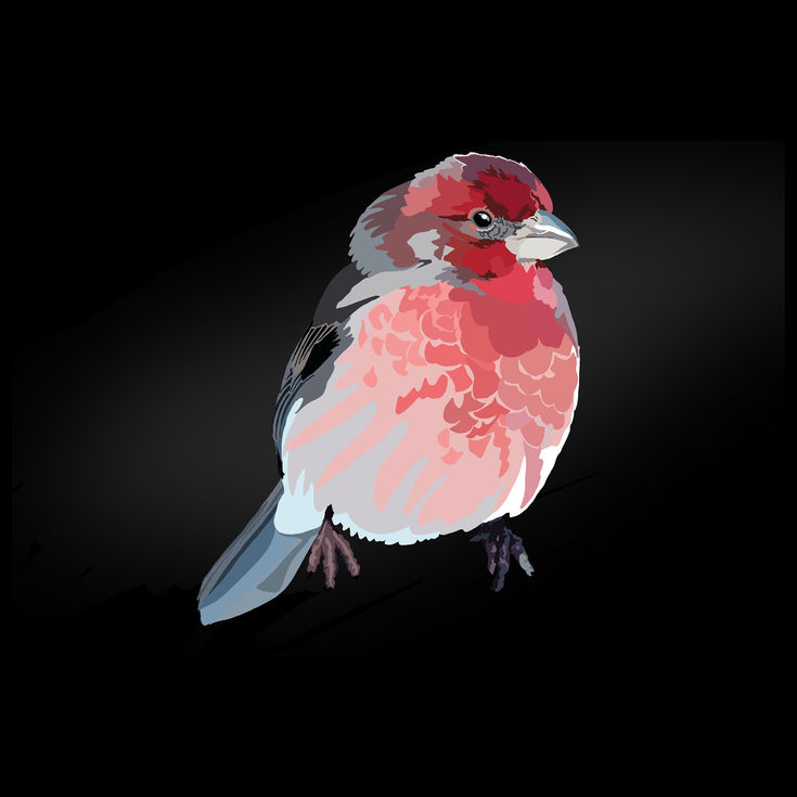 House Finch