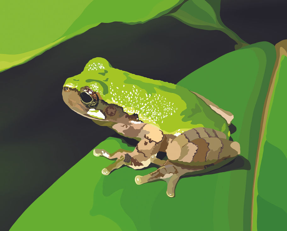 Gree Tree Frog