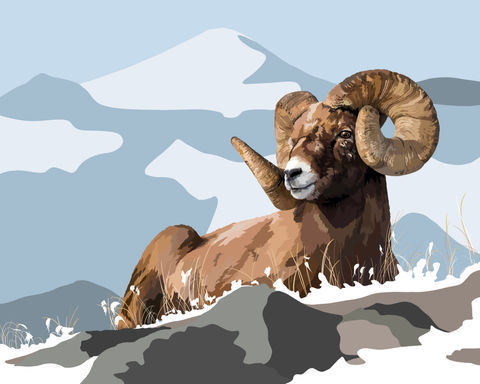 bighorn-sheep-black-20x16.jpeg