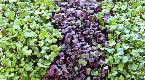 Assorted microgreens