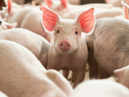 Genetically Modified Pigs for Allergy-Free Medicine and Food