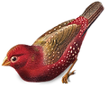 oiseau rouge