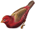 Red Bird