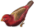 Red Bird