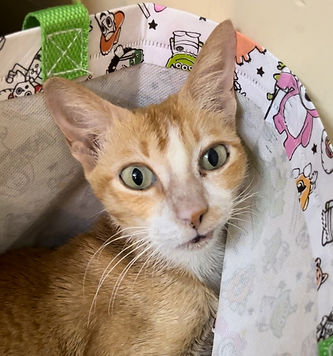 petcareclinic-counseling-golden