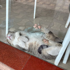 Kichdi - Pet Care Clinic