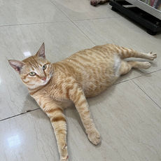 Golden - Pet Care Clinic