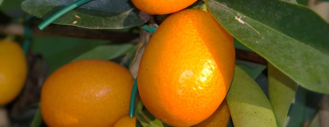 kumquat