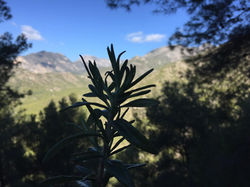Rosemary from hiking in the mountains