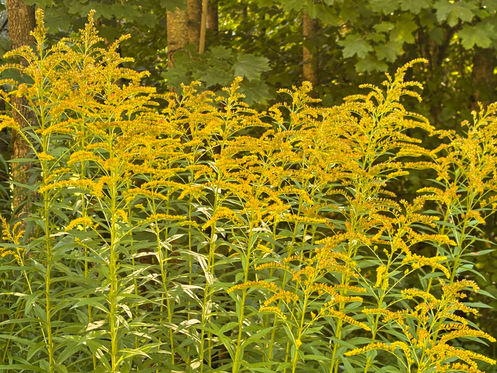 Bilde av Kanadagullris