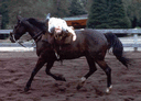 1-picture6.gif