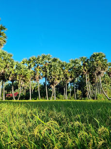 Chau Doc An Giang - A Palmyra paradise, Idyllic town - ultimate travel guide