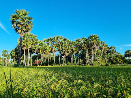 Chau Doc An Giang - A Palmyra paradise, Idyllic town - ultimate travel guide