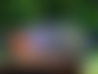 🌿 Puro Mel de Abelha agora com os chás Vital Bee — uma nova experiência de sabor e bem-estar 🍵🐝