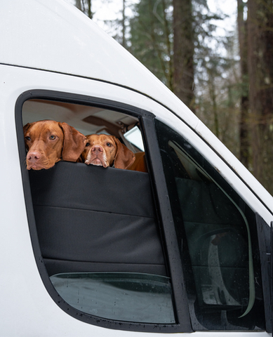Two Vizslas peek from van window