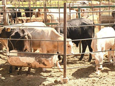 Strengthening Sanitary Measures in BCS Against Cattle Botfly Threat