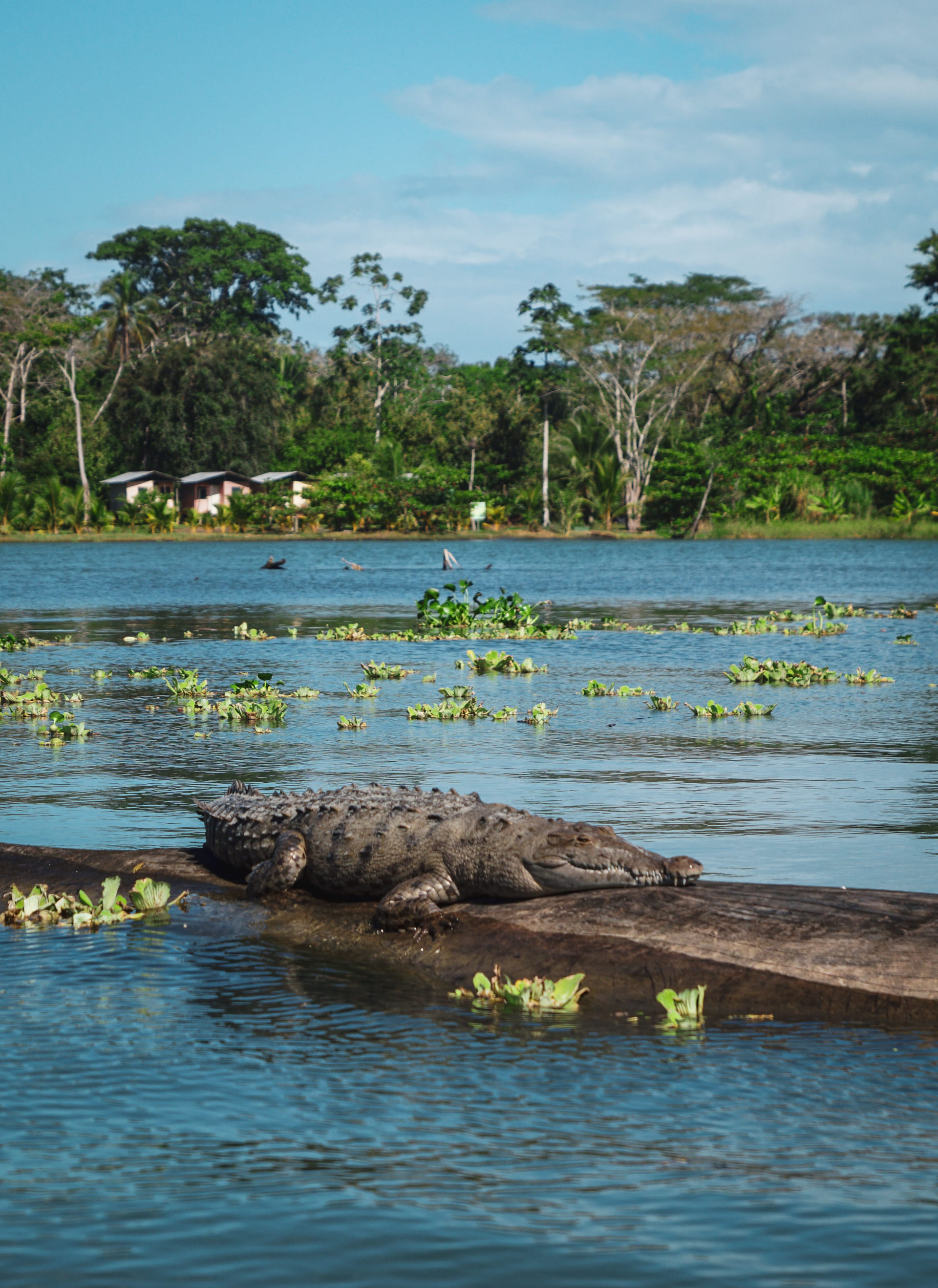 Alligator sur un tronc à la surface de la rivière