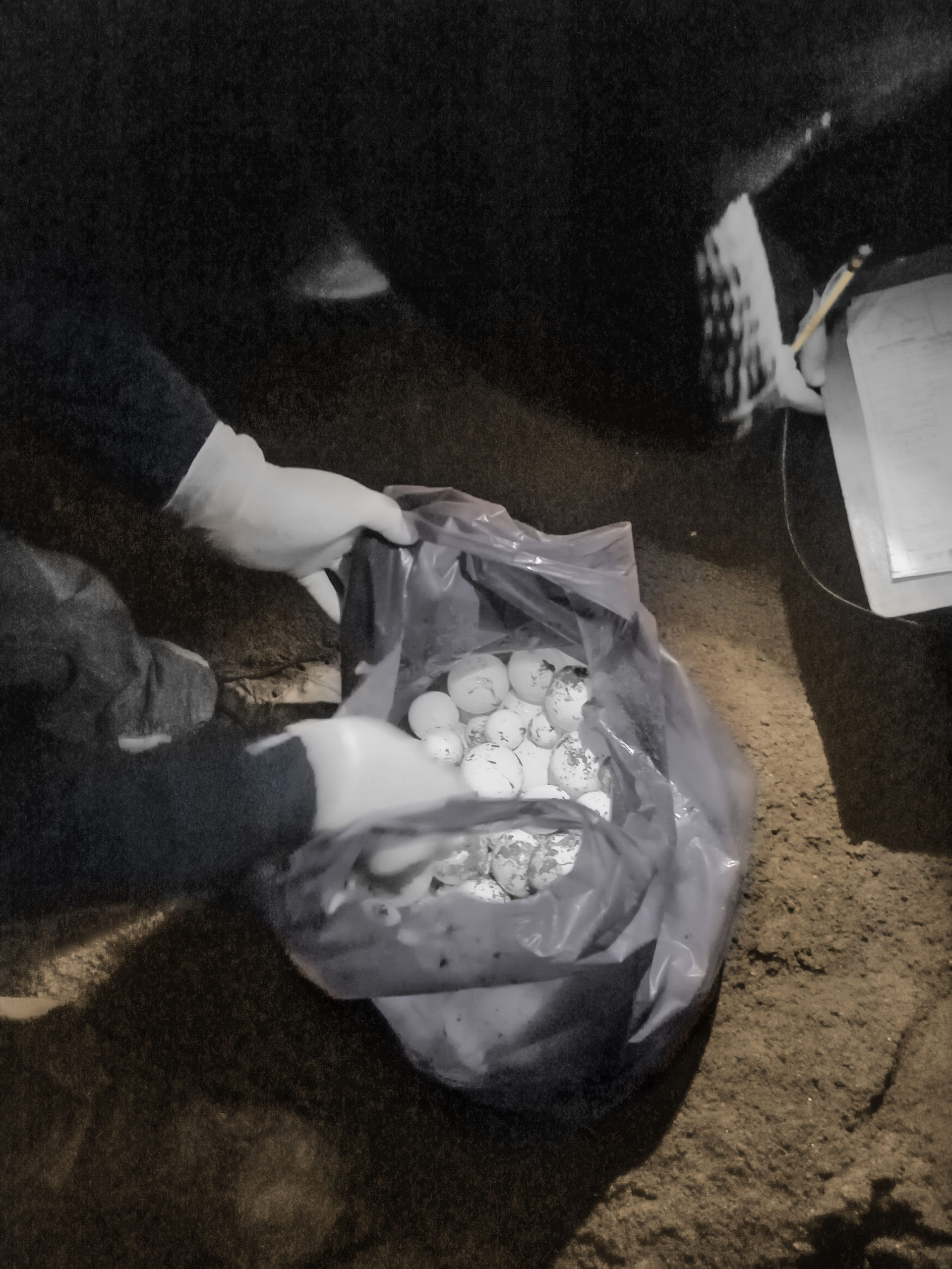 Une centaine d'œufs de tortue luth récupérés